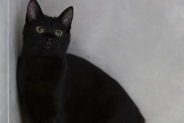 Znaleziono kota, Sosnowiec, 31 lipca 2025 (5/5)