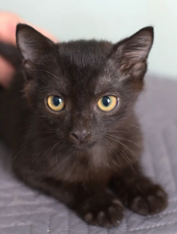 Znaleziono kota, Sosnowiec, 30 lipca 2025 (1/5)