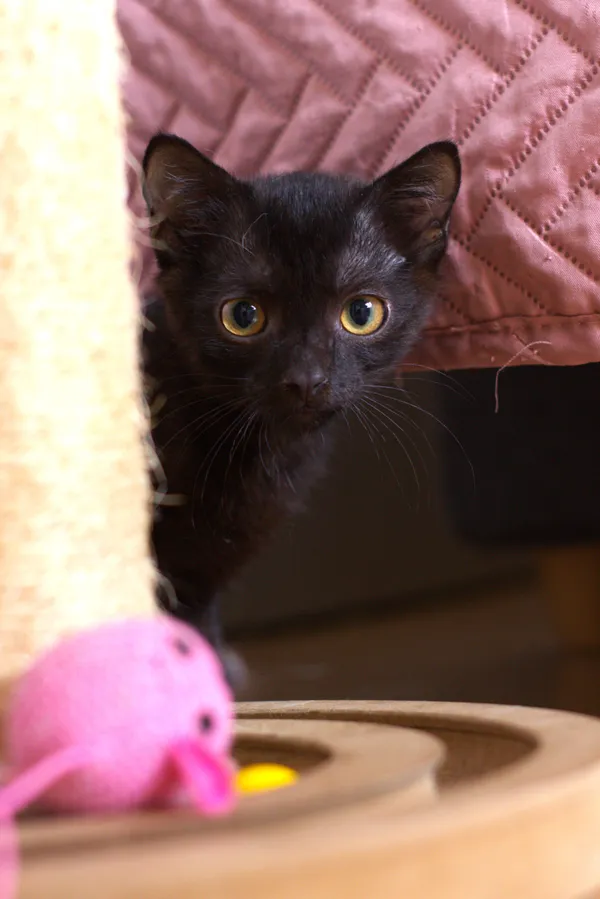 Znaleziono kota, Sosnowiec, 30 lipca 2025 (3/5)