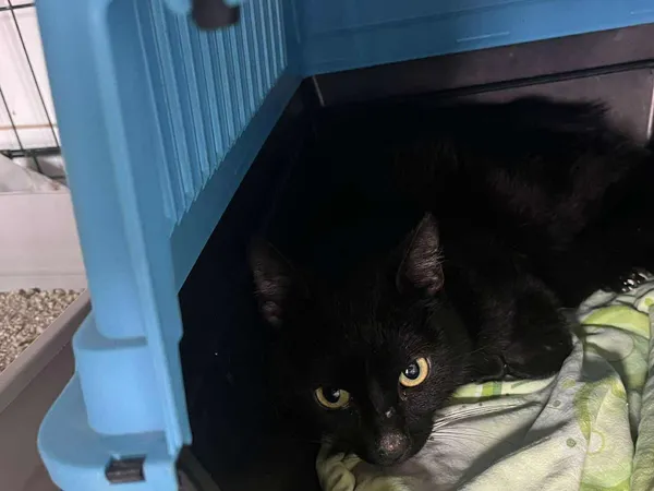 Znaleziono kota, Sosnowiec, 26 lipca 2025