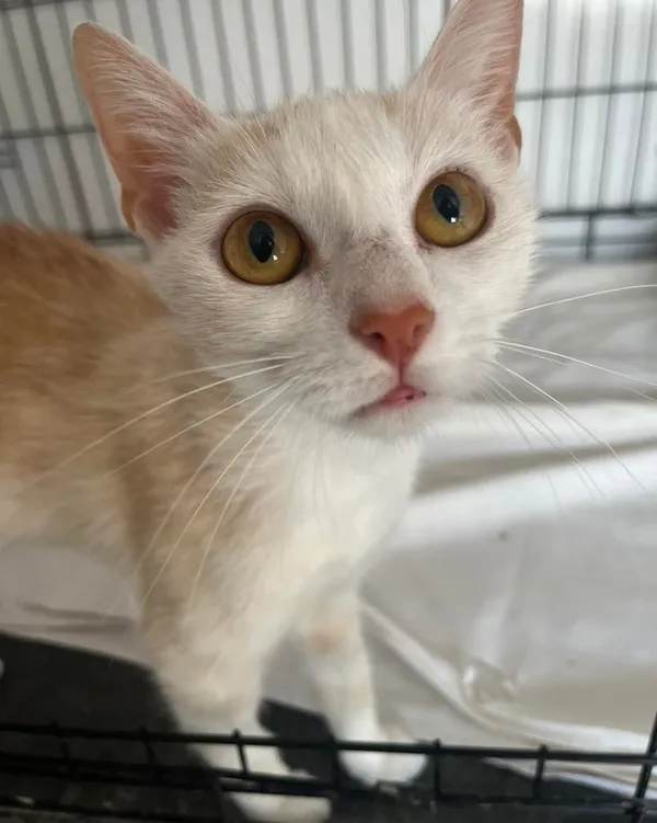 Znaleziono kota, Sosnowiec, 23 lipca 2025 (2/2)