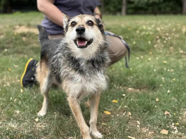 Pies do adopcji, Kraków, 21 lipca 2025 (2/4)