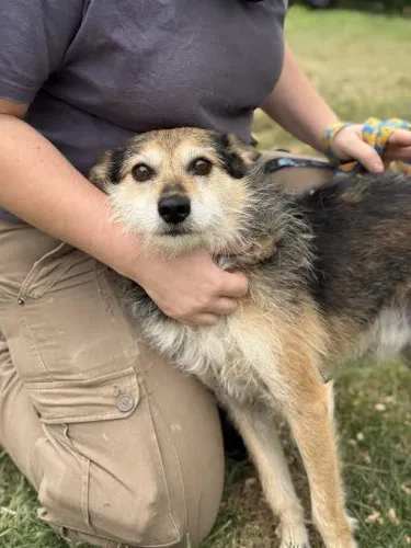 Pies do adopcji, Kraków, 21 lipca 2025 (3/4)