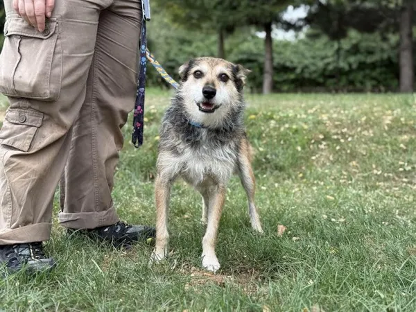 Pies do adopcji, Kraków, 21 lipca 2025 (4/4)