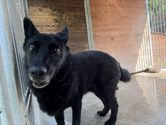 Pies do adopcji, Kraków, 21 lipca 2025