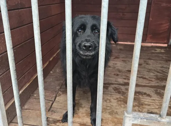 Pies do adopcji, Gorzów Wielkopolski, 2 sierpnia 2025