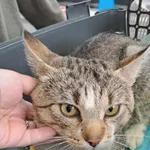 Znaleziono kota