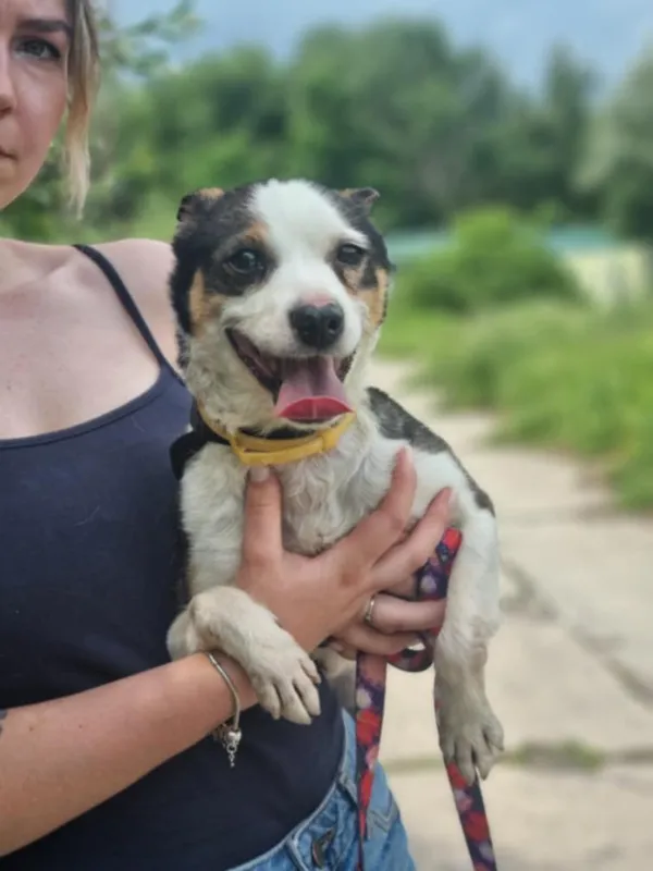 Znaleziono psa, Żywiec, 3 sierpnia 2025 (3/5)