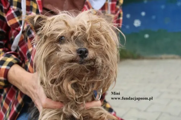 Pies do adopcji, Nowy Dwór Mazowiecki, 5 sierpnia 2025 (3/5)