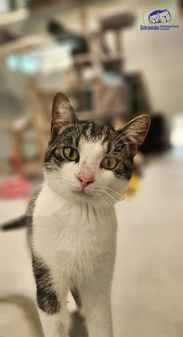 Znaleziono kota, Szczecin, 5 sierpnia 2025 (1/2)