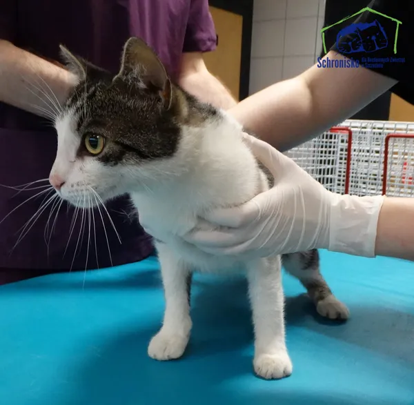 Znaleziono kota, Szczecin, 5 sierpnia 2025 (2/2)