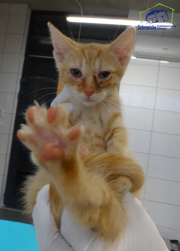 Znaleziono kota, Szczecin, 4 sierpnia 2025