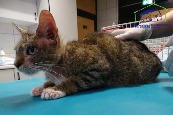 Znaleziono kota, Szczecin, 5 sierpnia 2025