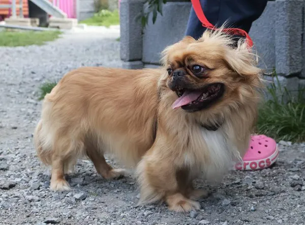 Znaleziono psa, Łódź, 4 sierpnia 2025 (1/5)