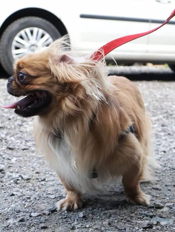 Znaleziono psa, Łódź, 4 sierpnia 2025 (2/5)