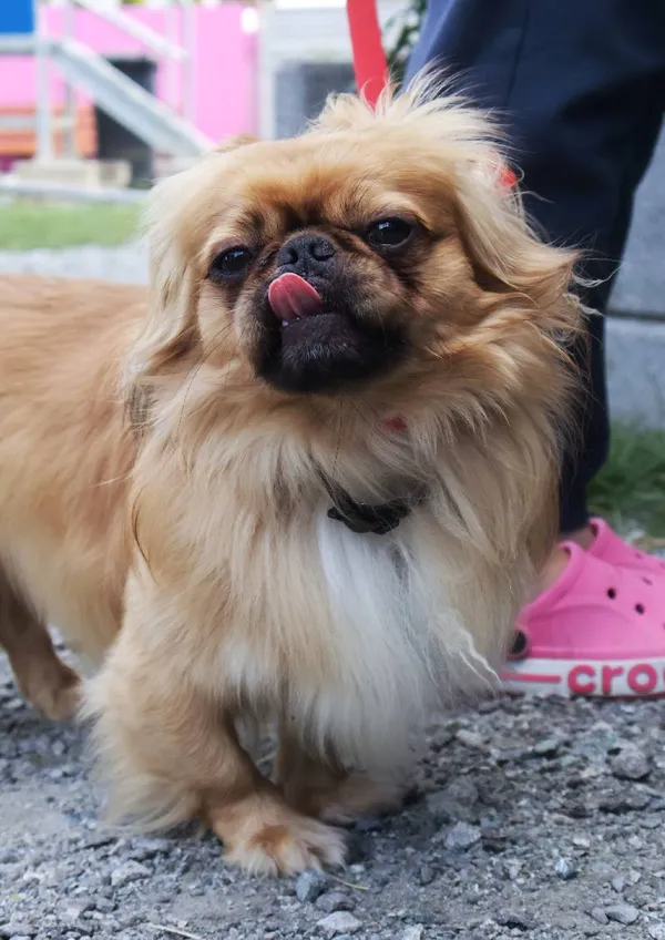 Znaleziono psa, Łódź, 4 sierpnia 2025 (3/5)