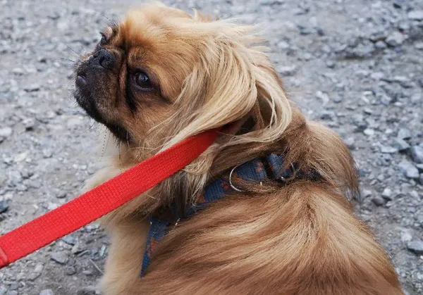 Znaleziono psa, Łódź, 4 sierpnia 2025 (4/5)