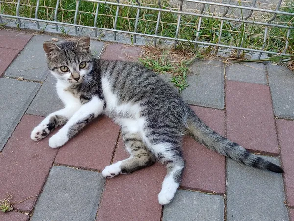 Kot do adopcji, Włocławek, 4 sierpnia 2025 (3/5)