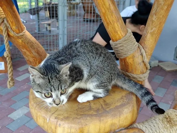 Kot do adopcji, Włocławek, 4 sierpnia 2025 (4/5)