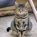 Kot do adopcji