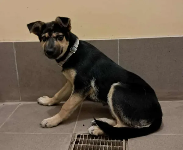 Pies do adopcji, Olsztyn, 16 lipca 2025 (2/2)