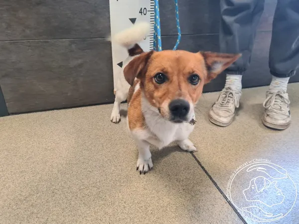 Znaleziono psa, Chełmek, 5 sierpnia 2025