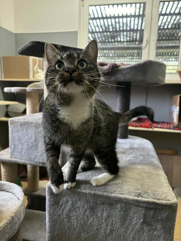 Znaleziono kota, Olsztyn, 25 lipca 2025 (1/3)