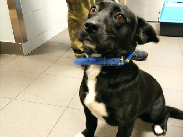 Znaleziono psa, Bydgoszcz, 5 sierpnia 2025