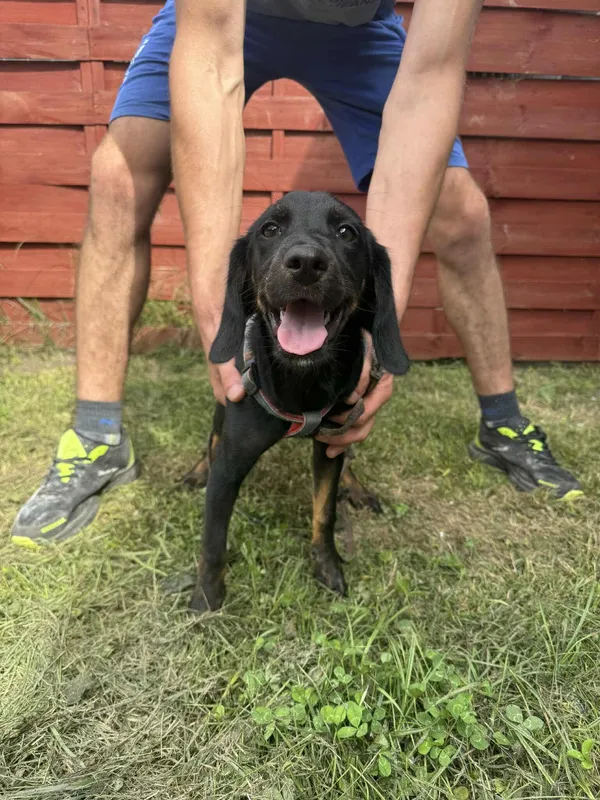 Znaleziono psa, Czartki, 6 sierpnia 2025