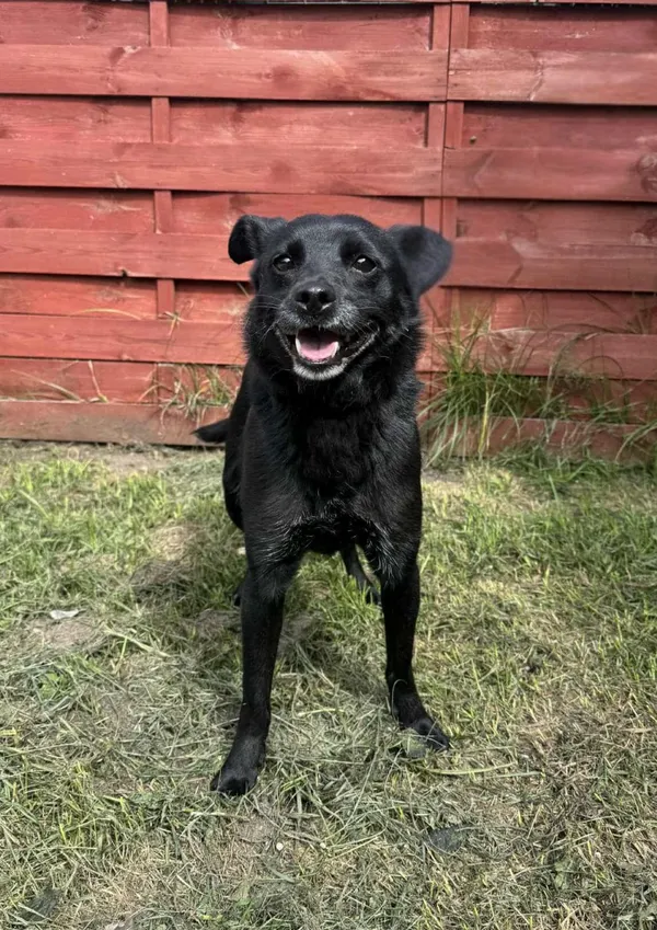 Znaleziono psa, Czartki, 6 sierpnia 2025