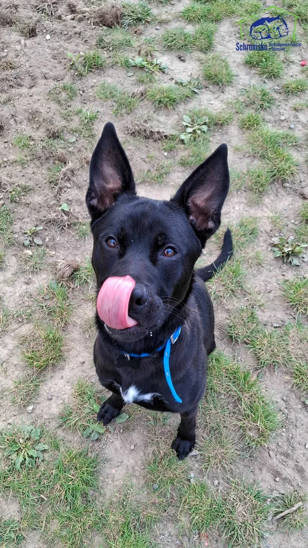 Znaleziono psa, Szczecin, 5 sierpnia 2025 (3/3)