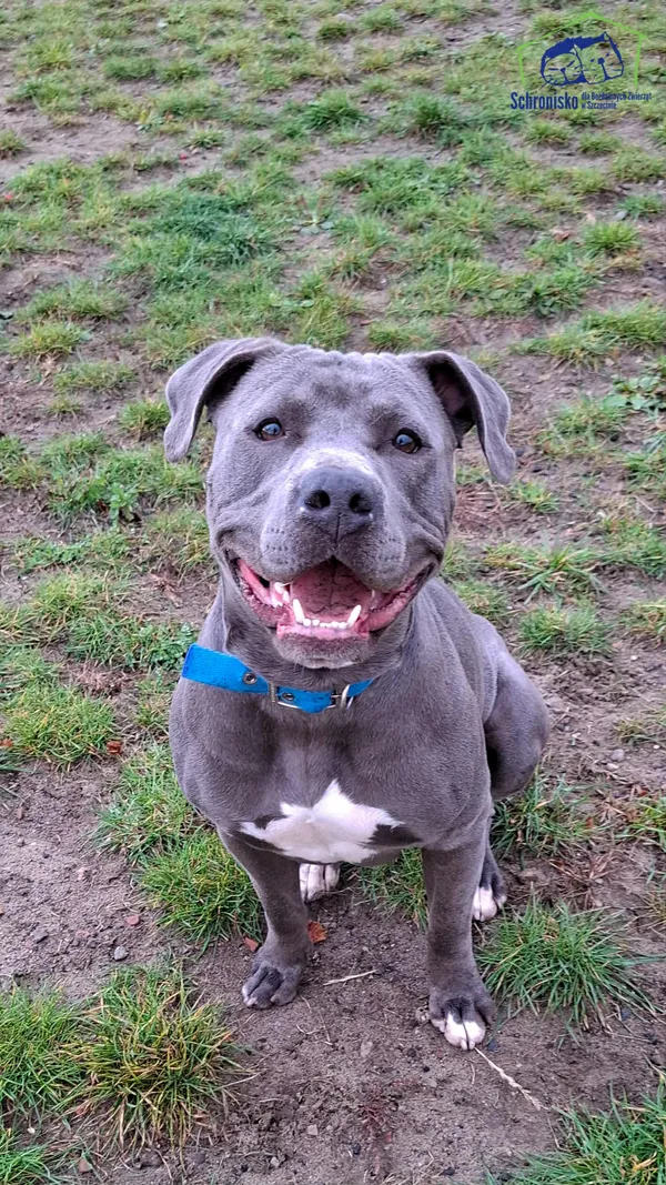 Znaleziono psa, Szczecin, 6 sierpnia 2025 (1/3)