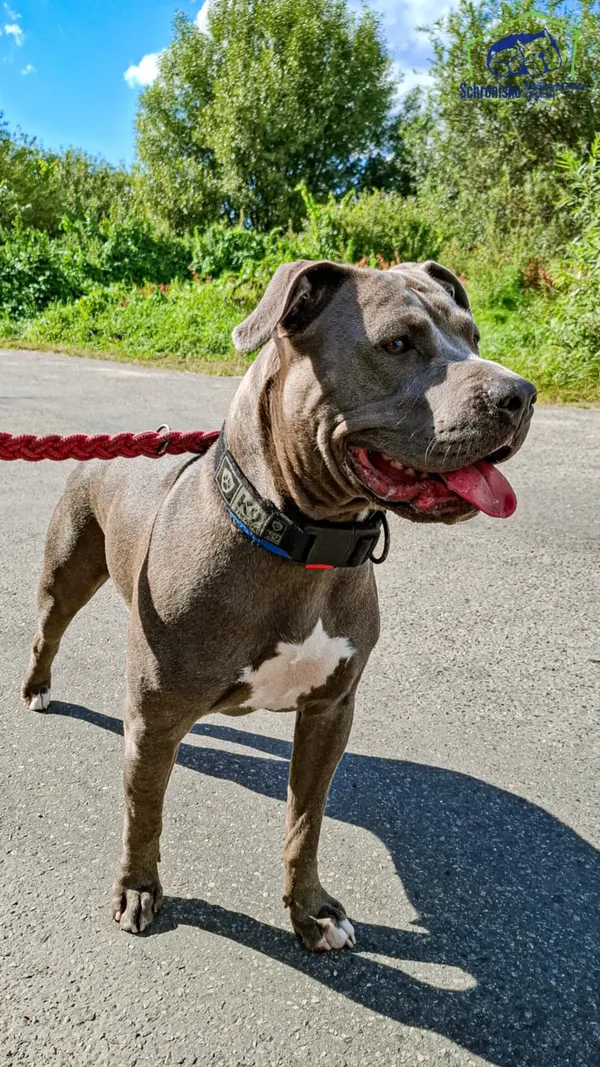 Znaleziono psa, Szczecin, 6 sierpnia 2025 (2/3)