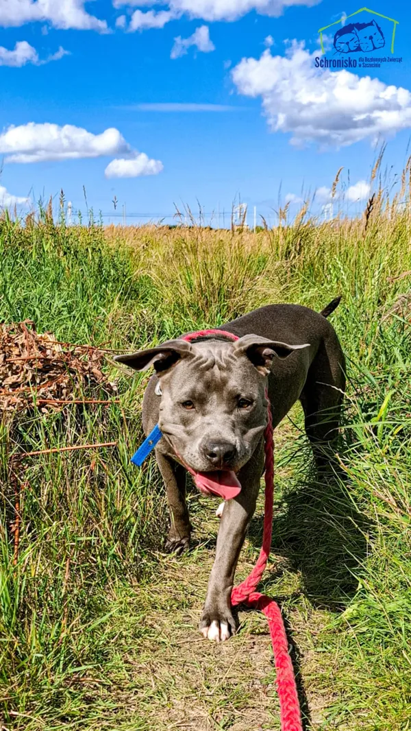 Znaleziono psa, Szczecin, 6 sierpnia 2025 (3/3)