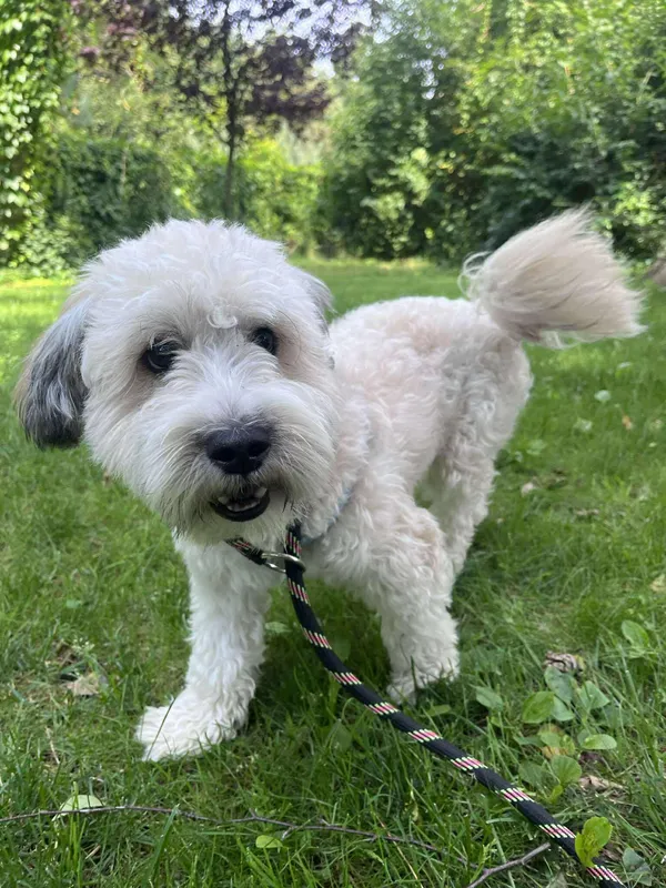 Pies do adopcji, Włocławek, 5 sierpnia 2025 (1/3)