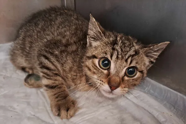 Kot do adopcji, Olsztyn, 27 czerwca 2025 (3/3)