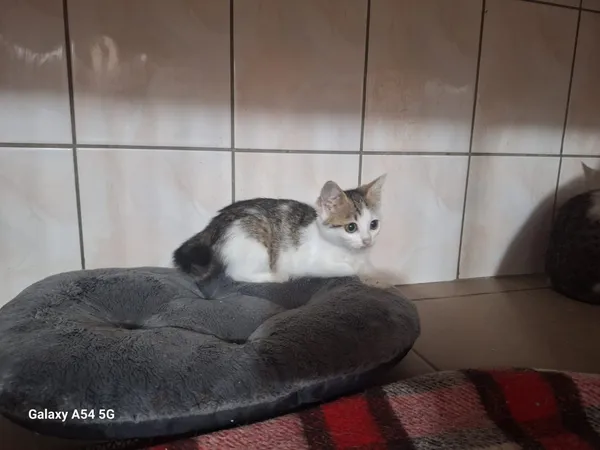 Kot do adopcji, Orzechowce, 5 sierpnia 2025 (2/4)