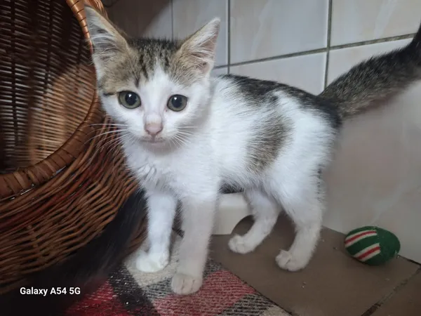 Kot do adopcji, Orzechowce, 5 sierpnia 2025 (3/4)