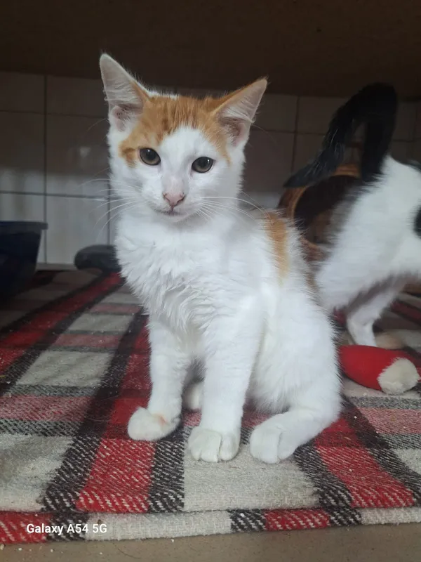 Kot do adopcji, Orzechowce, 5 sierpnia 2025 (2/5)