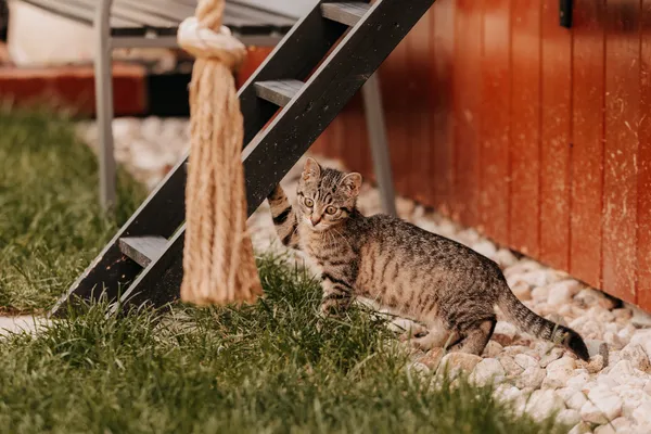 Kot do adopcji, Czartki, 6 sierpnia 2025 (5/5)