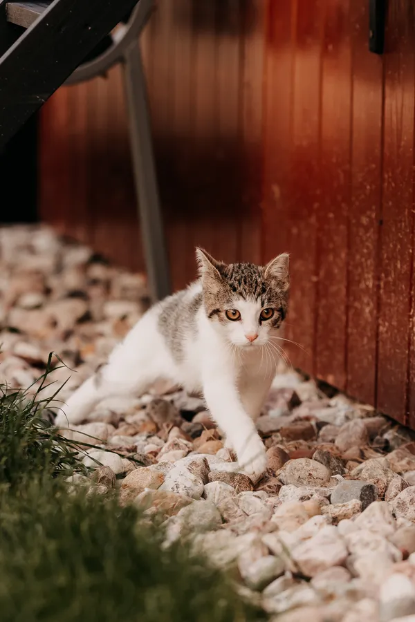 Kot do adopcji, Czartki, 6 sierpnia 2025 (2/5)