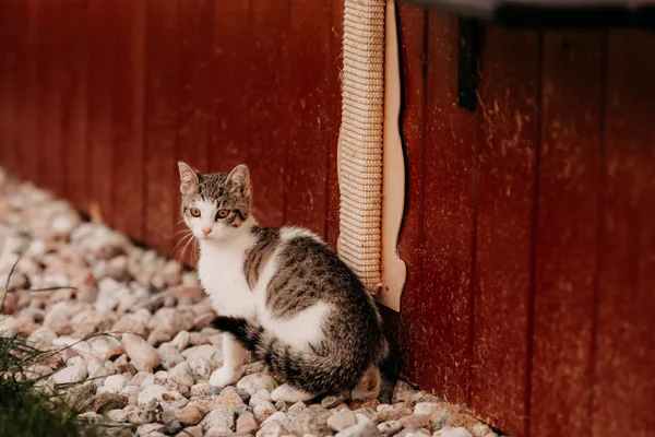 Kot do adopcji, Czartki, 6 sierpnia 2025 (3/5)