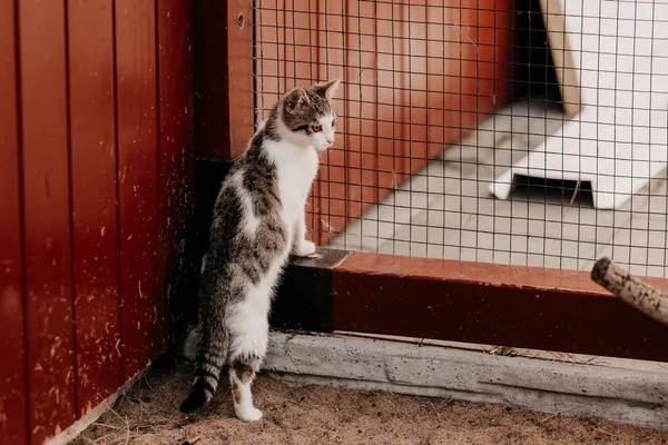 Kot do adopcji, Czartki, 6 sierpnia 2025 (4/5)