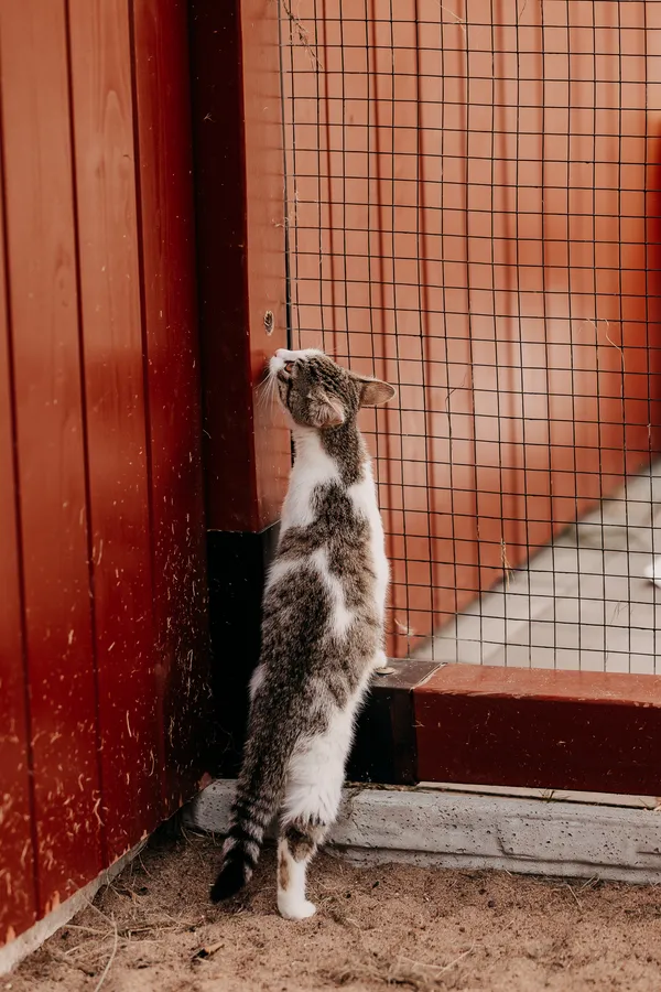 Kot do adopcji, Czartki, 6 sierpnia 2025 (5/5)