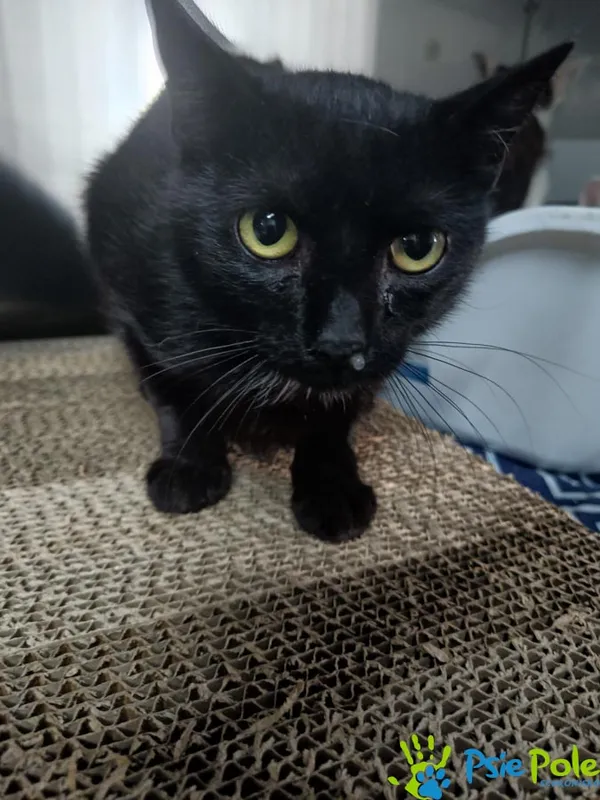 Kot do adopcji, Racławice, 4 sierpnia 2025 (1/3)