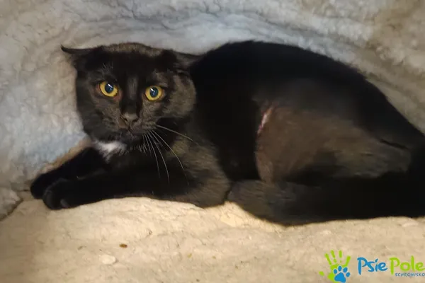 Kot do adopcji, Racławice, 4 sierpnia 2025 (1/4)