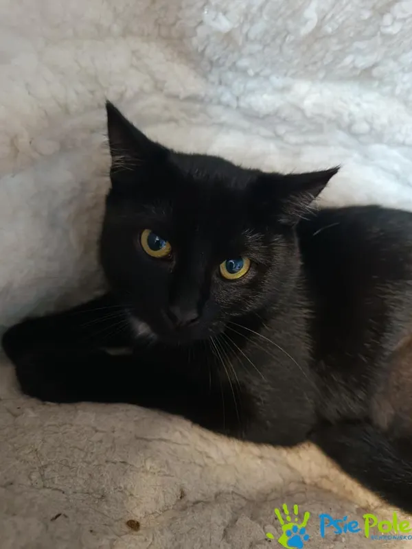 Kot do adopcji, Racławice, 4 sierpnia 2025 (3/4)