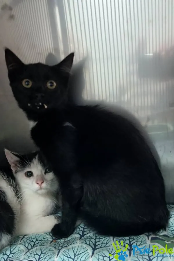 Kot do adopcji, Racławice, 4 sierpnia 2025 (4/4)