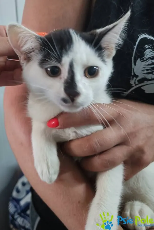 Kot do adopcji, Racławice, 4 sierpnia 2025 (2/3)