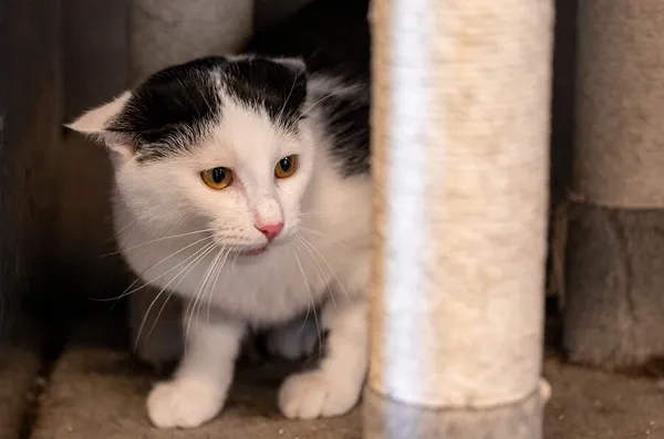 Kot do adopcji, Racławice, 4 sierpnia 2025 (1/5)